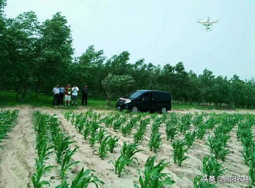 玉米栽培高產新技術 一畝增產650斤，平均畝產1700斤的秘訣