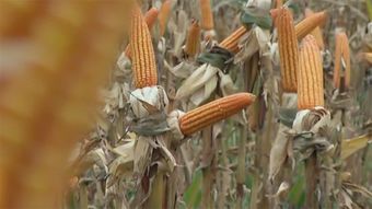 一場你死我活的中外玉米戰爭 國家糧食安全的底線之戰