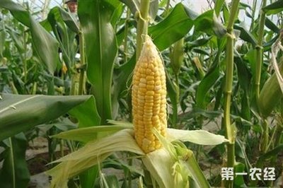 玉米種植 常見育種方法解析