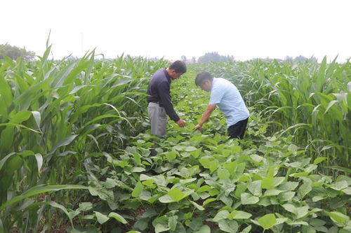 商店鎮大豆玉米帶狀復合種植基地作物長勢喜人，玉米種植迎來豐收希望