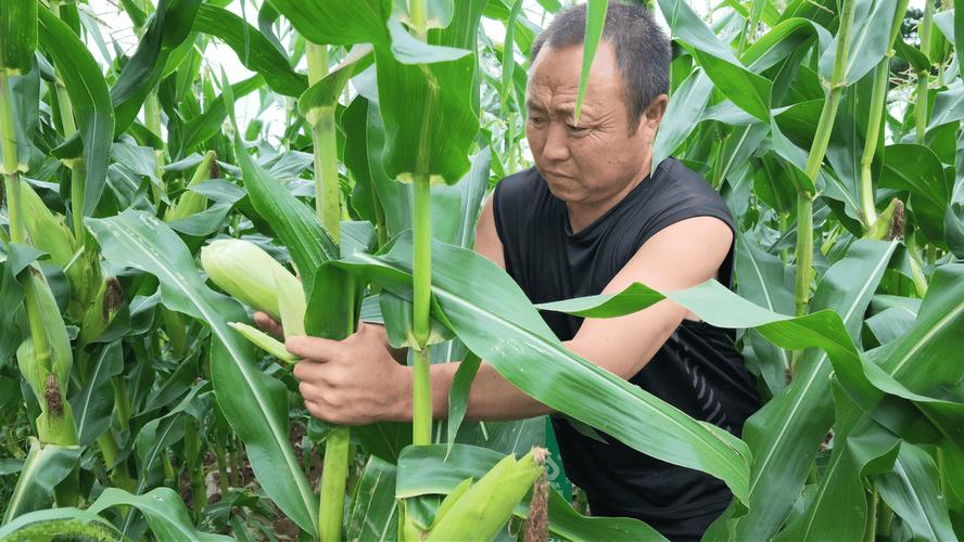 遜克 駐村精準(zhǔn)幫扶，黏玉米產(chǎn)業(yè)豐產(chǎn)提質(zhì)