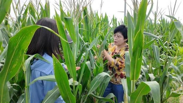 入汛以來,我市遭遇強降雨天氣,給玉米種植帶來不利影響,市農業農村局